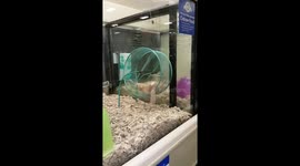 Pet store mouse is taken for a ride!