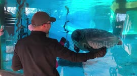 Curious seal keeps chasing a man’s hand