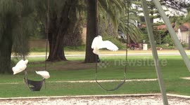 Hilarious - Cockatoos playing on kid's swings