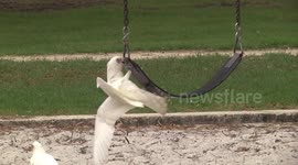 Hilarious - Cockatoos playing on kid's swings - closer
