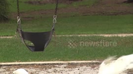 Funny - White Cockatoos playing 