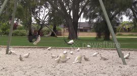White Cockatoos playing in sandpit and on swings