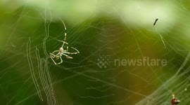 A Spider and The New House in the Spring