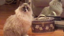 Beautiful cat loves himself