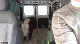 Man drives his pet cow more than 2200 miles across the US for sight saving surgery