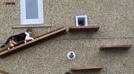 Clever pet owner installs ladder to keep warring animals apart