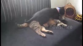 Cats having a relaxing time