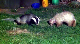 Erythristic and european badger grooming.