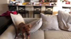 Puppy running crazy with kids
