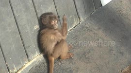 Hilarious funny Gelada baboon plays with willy  Colchester Zoo 19dec17 1229p