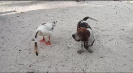 a fat puppy and a familiar goose