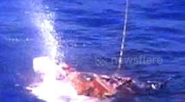 Disparos em alto mar, vídeo misterioso achado em Fiji