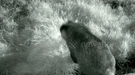 Badger and two young foxes