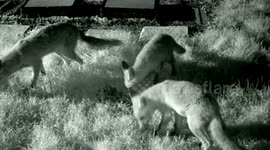 Group of foxes playing in garden.