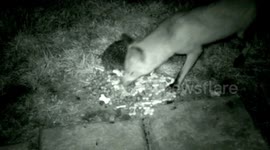 Fox and hedgehog feast in the dark