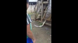 Newsflare - Woman eaten alive by PYTHON in Indonesia