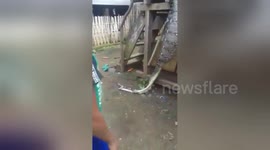 Newsflare Edit - Villagers hang python upside down after it ate a wild boar