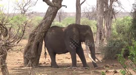 Bull Elephant dozing in shade, resting his butt on a tree trunk