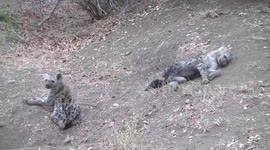 Young Hyaenas resting by their den