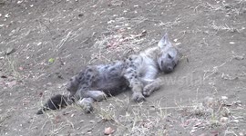 Young Hyaena resting by burrow and looking up sleepily
