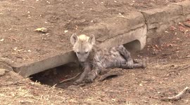 Young Hyaena resting its head by its den in a road culvert