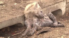 Young Hyaena resting its head by den in culvert - closer view