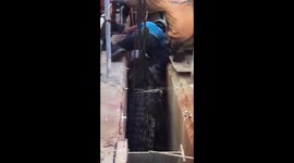 Six-metre-long crocodile rescued from storm drain