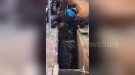 Newsflare Edit - Six-metre-long crocodile rescued from storm drain