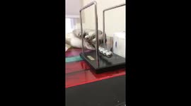 Cat playing with a Newton's Cradle