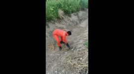 Snake catchers pull python out of a hole