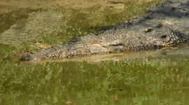 Crocodile Close Up Video