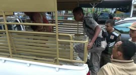 exploitation of 4 month old baby beggars on the streets of probolinggo city in secure pol pp