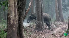 Video of elephant smoking in forest baffles experts