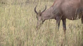 Tsessebe antelope herd grazing in vlei, then bolting