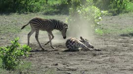 Baby zebra curiously investigates his dust bathing brother