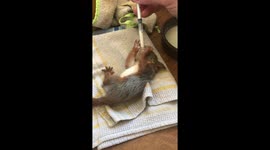 Baby squirrel saved by a vet