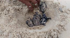 the baby turtle release