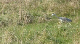 Heron catches rat and swallows it whole!