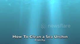 How To Clean a Sea Urchin