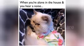 Newsflare Edit - When You’re Alone in Your House