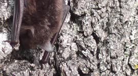 A bat in Queen's Park, Glasgow