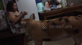 Family saves injured pig from party roast and keeps it as pet