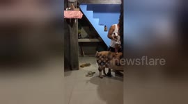 Newsflare Edit - Family saves injured pig from party roast and keeps it as pet (2)