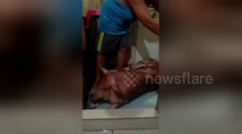 Newsflare Edit - Family saves injured pig from party roast and keeps it as pet (2)