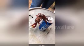 Crawfish goes viral for smoking cigarette while holding onto beer can