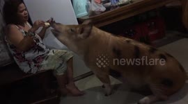Family saves injured pig and keeps it as pet