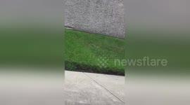 Newsflare Edit - Young kid having a ball of a time