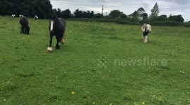 wild horses get a little but too friendly