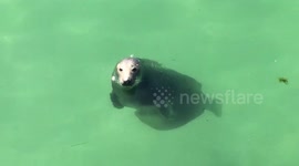 Seals are much bigger in real life