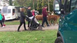 Just casually taking some Alpacas for a walk